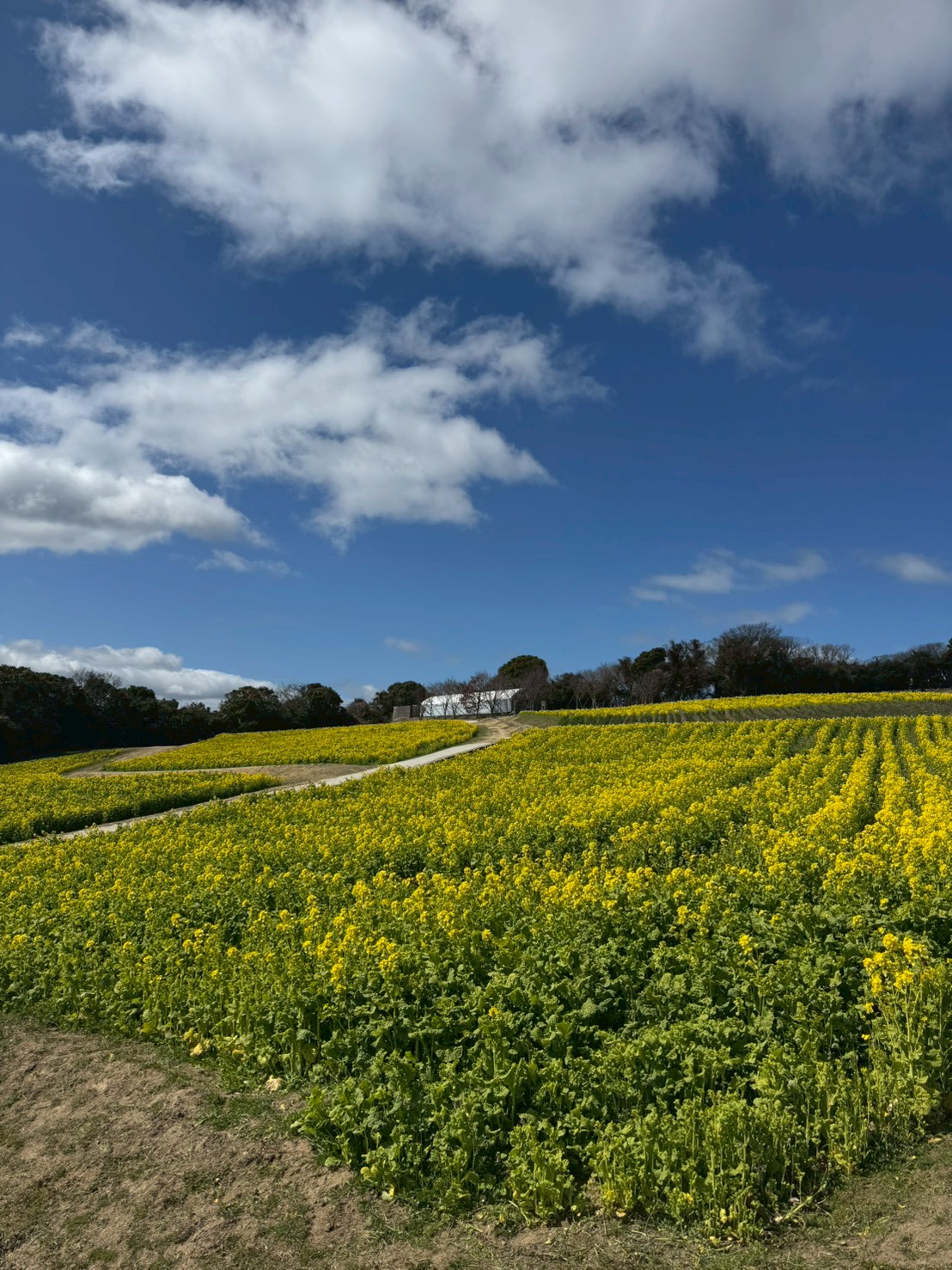 あわじ花さじきの菜の花畑①