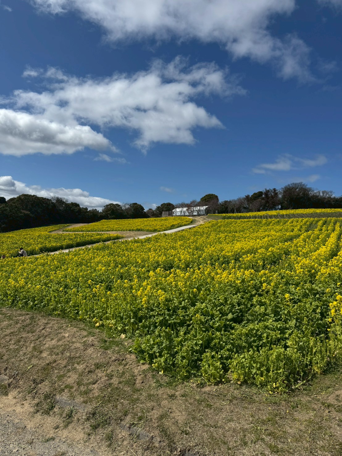 あわじ花さじきの菜の花畑②
