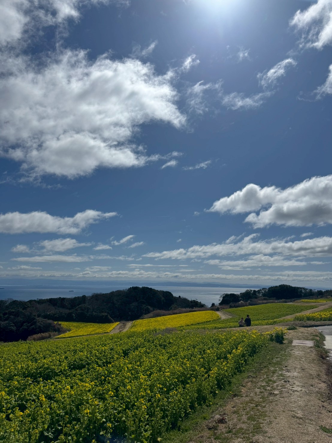 あわじ花さじきの菜の花畑と海の眺望