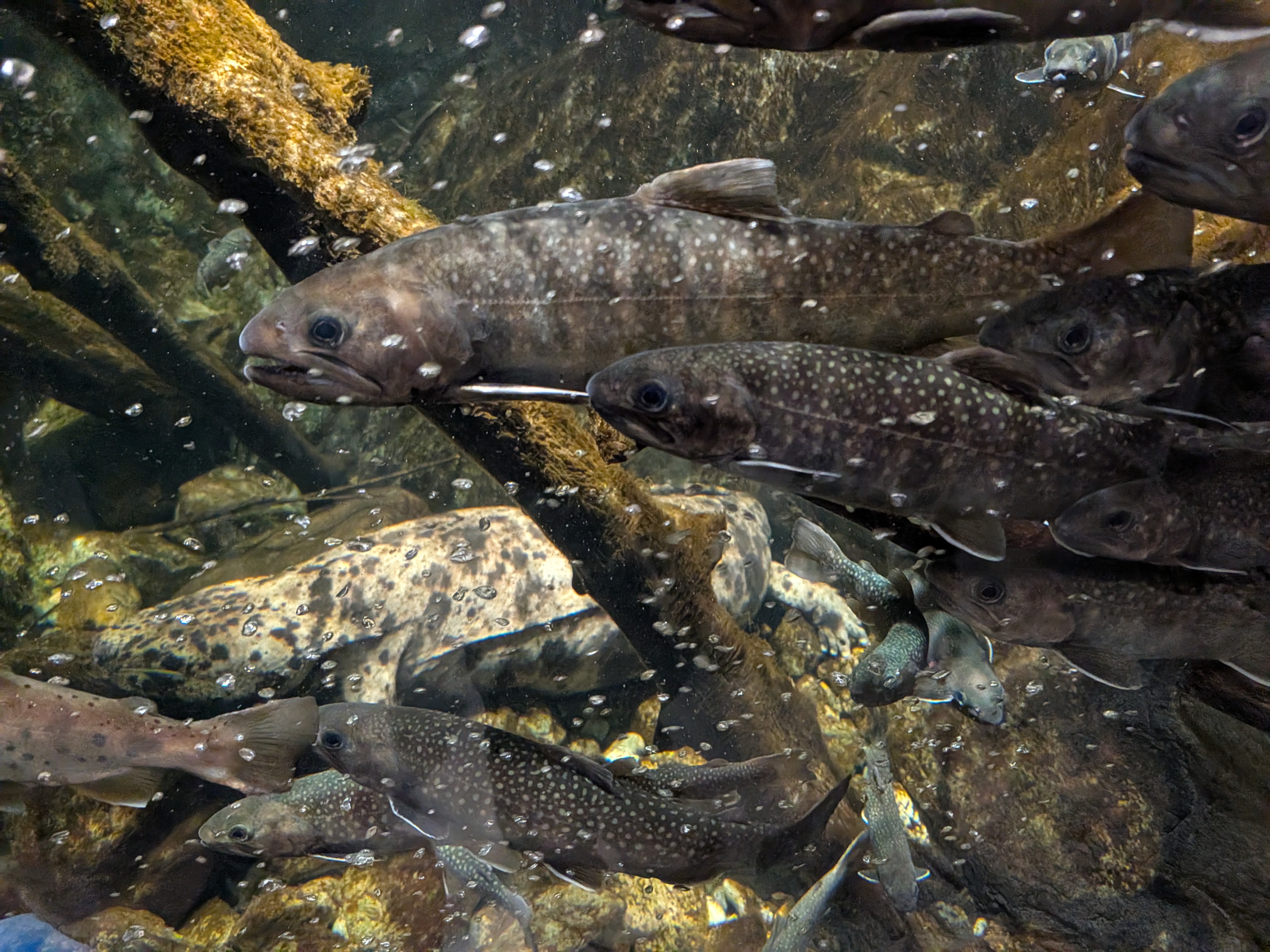 神戸須磨シーワールドの魚