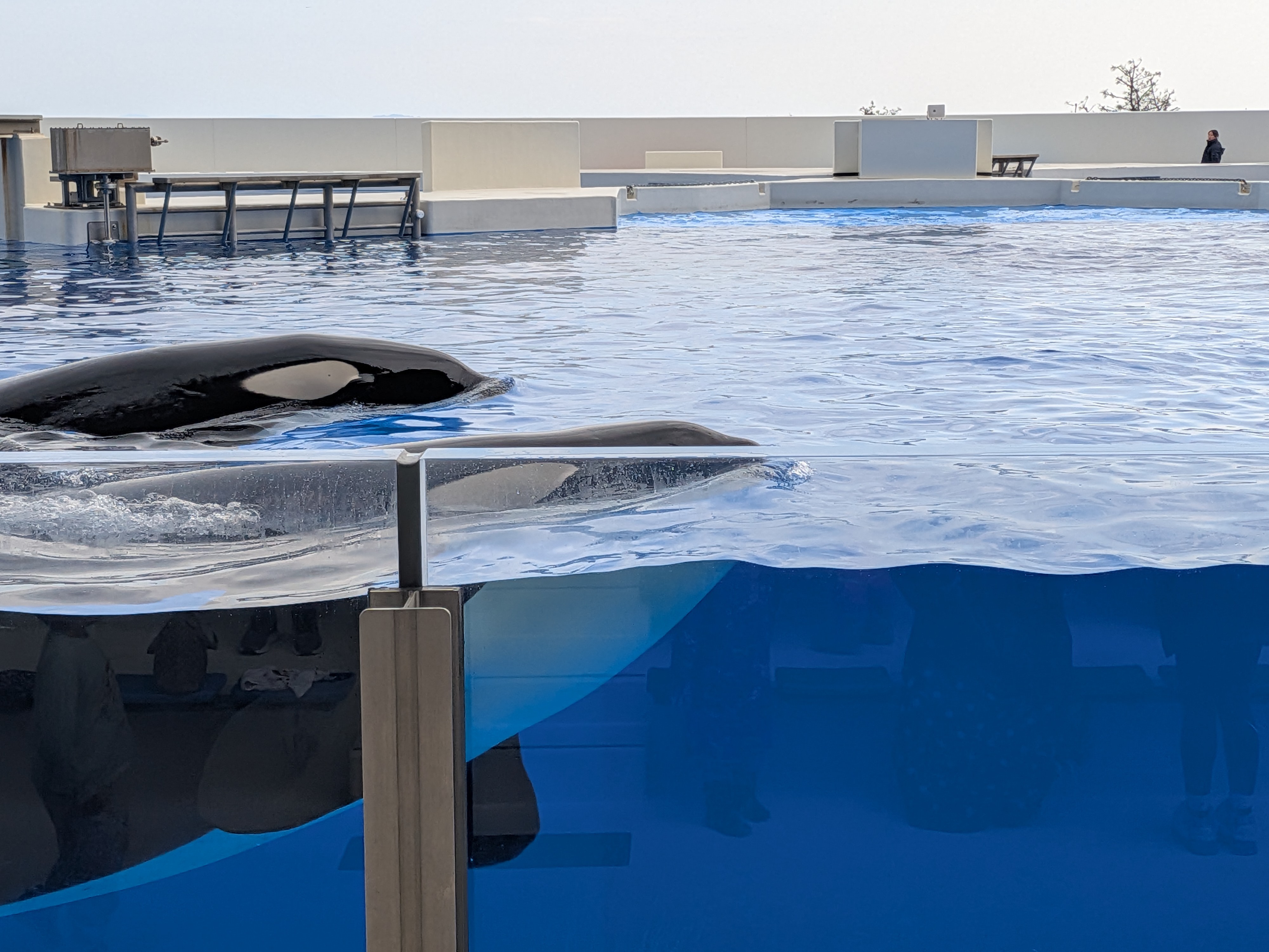 神戸須磨シーワールドのシャチ