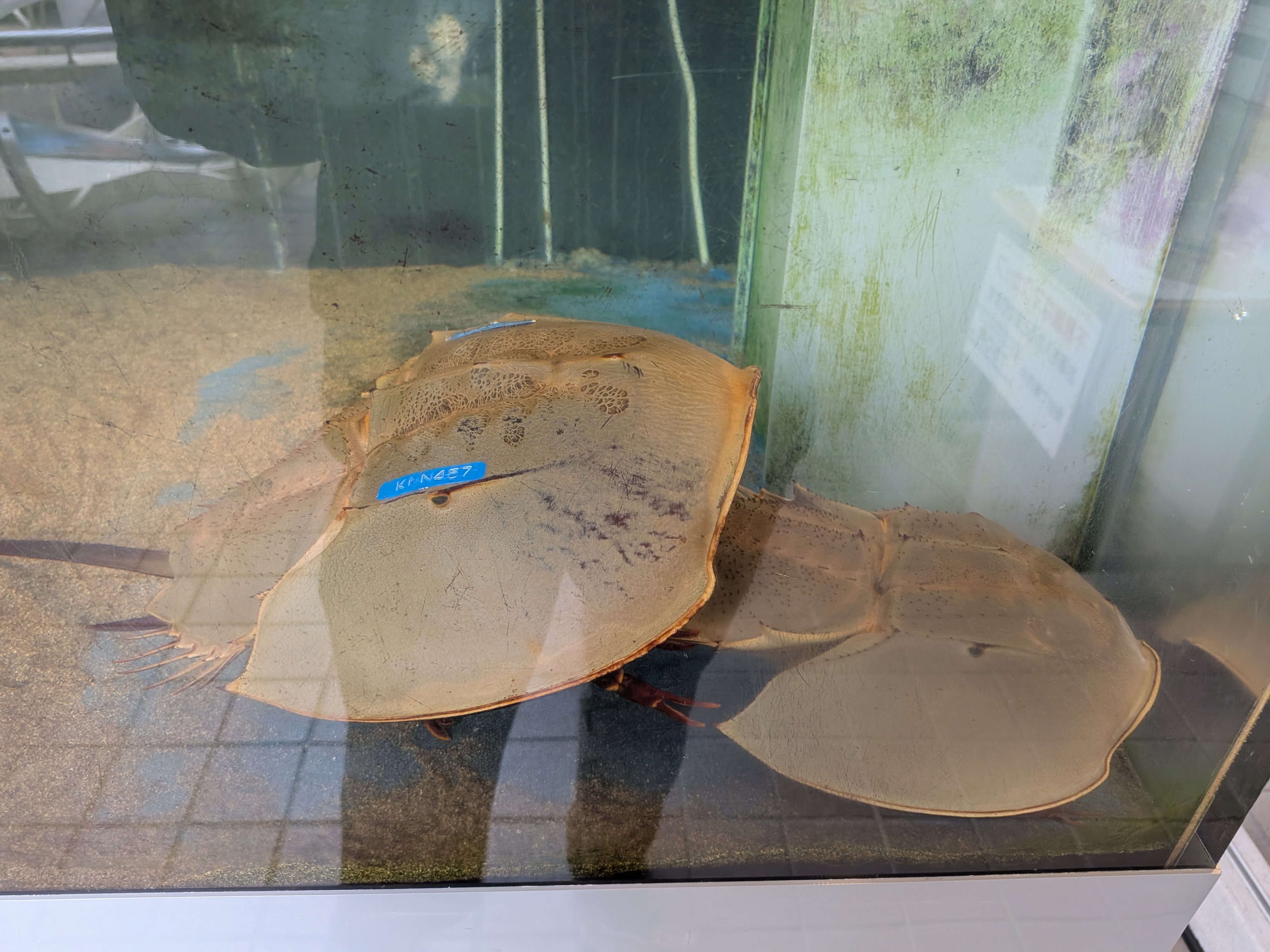 鲎的成体（水槽内）