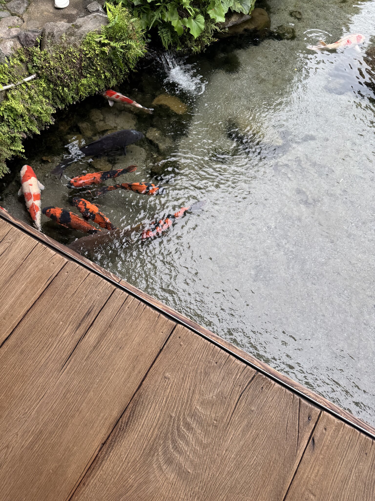 Carp at Shimeiso